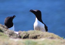 Seabirds on St. Kilda