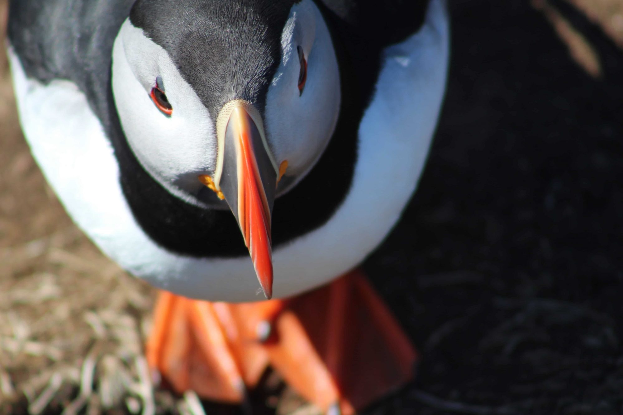 Puffins on St. Kilda