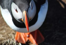 Puffins on St. Kilda