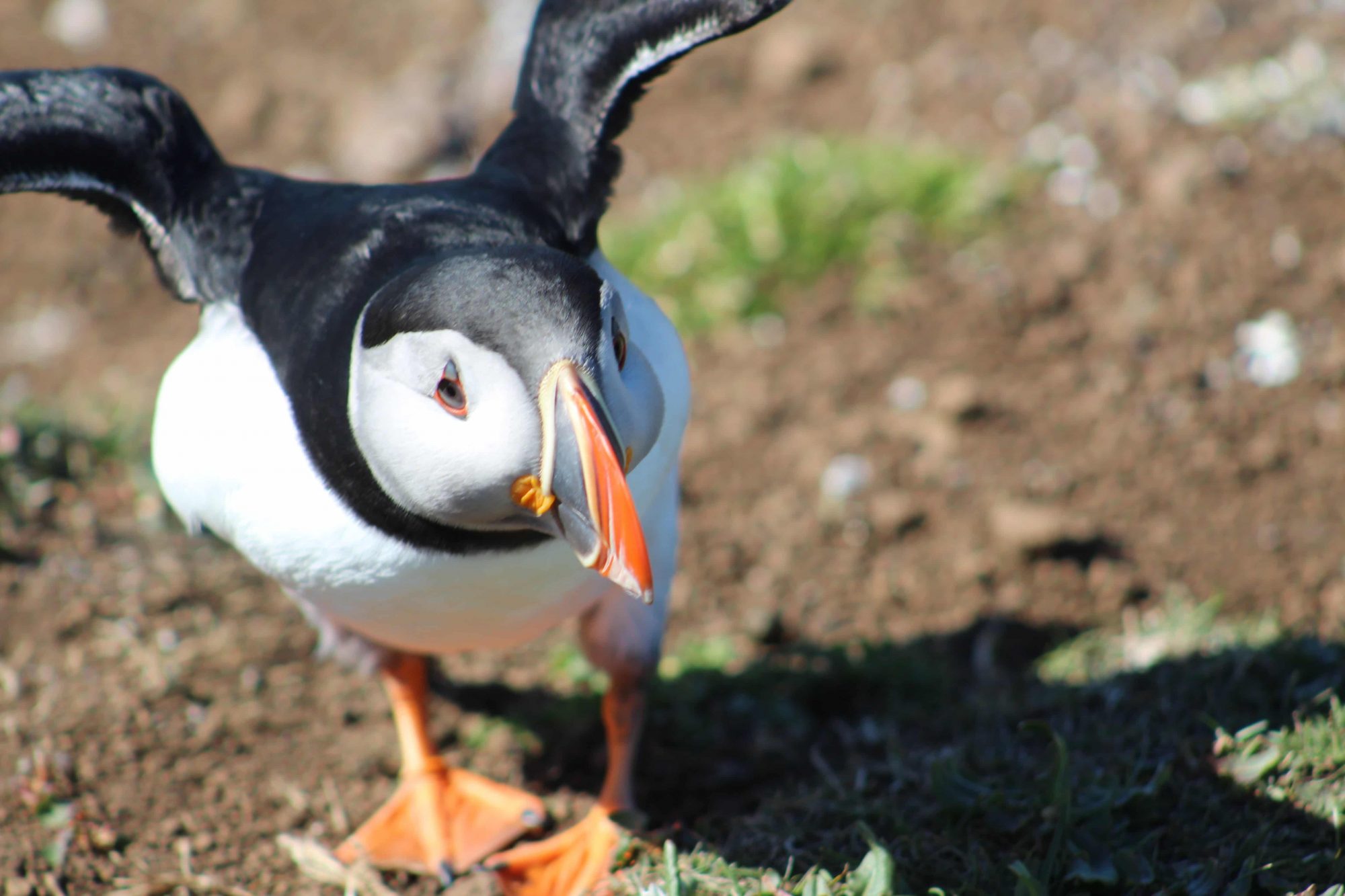Puffins on St. Kilda