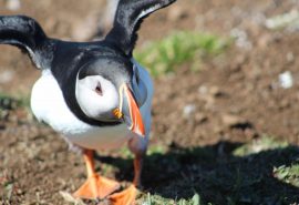 Puffins on St. Kilda