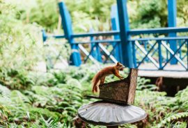 Red squirrel Tresco Isles of Scilly Sailing