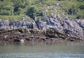 Seals