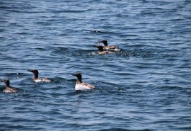 Seabirds