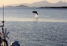 Dolphin