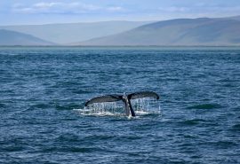 Iceland whales