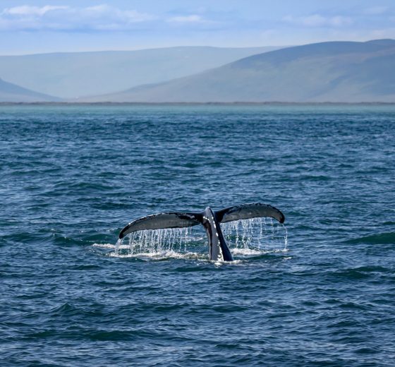 Iceland whales