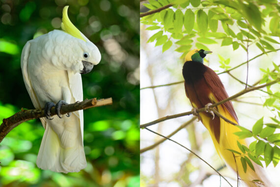 Indo Wildlife Cockatoo, Red Bird Paradise