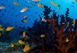 Indo Wildlife Marine fish