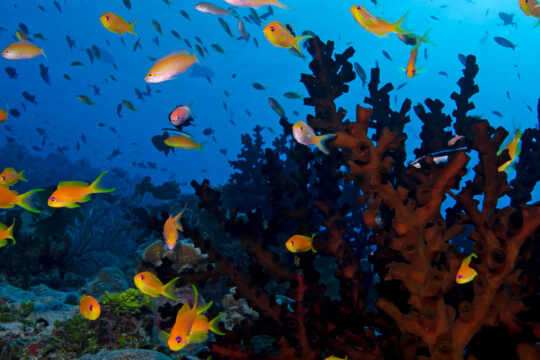 Indo Wildlife Marine fish