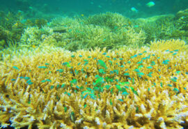 Indo Wildlife coral