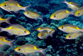 Indo Wildlife fish