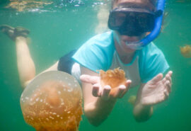 Indo Wildlife jellyfish