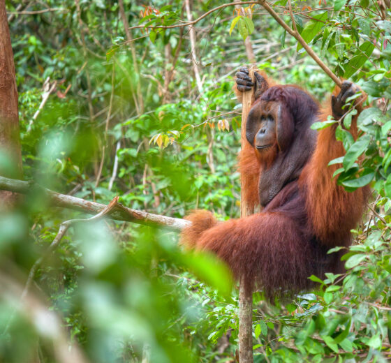 Indonesia Borneo Orangutan