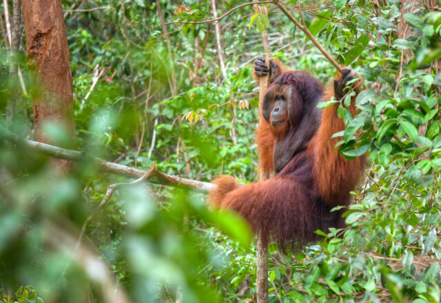Cruising the Orangutans of Borneo & Dragons of Komodo