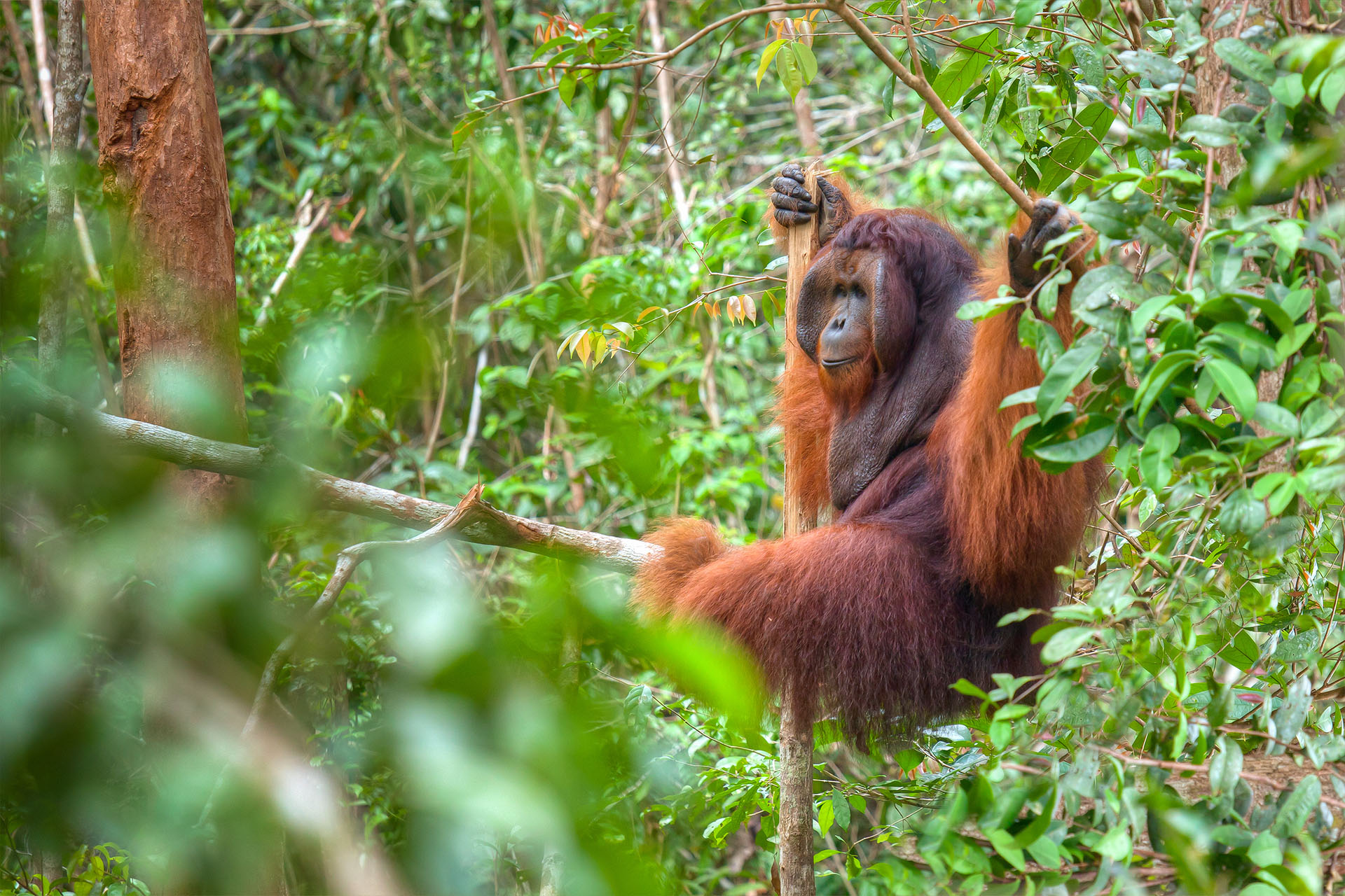 Indonesia Borneo Orangutan