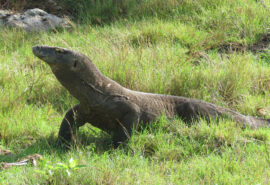 Indonesia Komodo Dragon