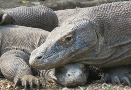 Indonesia Komodo Dragons