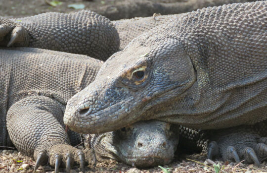 Indonesia Komodo Dragons