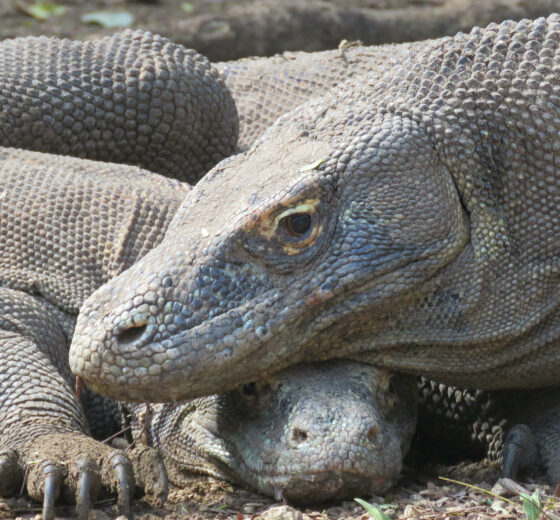 Indonesia Komodo Dragons