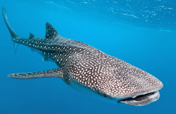 Indonesia Komodo Whale Shark