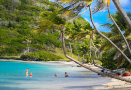 Ingrid More guests on palm tree beach Grenadines Islands, Caribbean