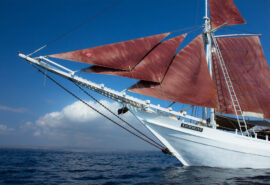 Katharina bows