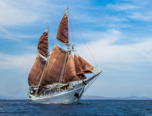 Sailing the Indonesian Wonders; Whale Sharks, Dragons & Coral Reefs