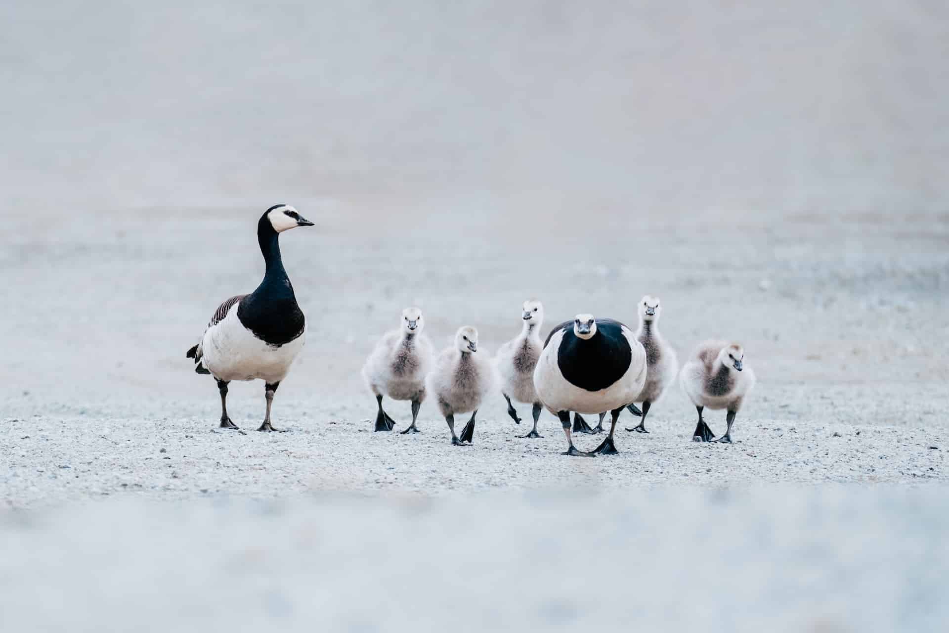 Goose in Arctic Svalbard Wildlife