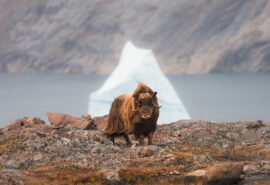 Linden musk ox in Arctic Greenland wildilfe