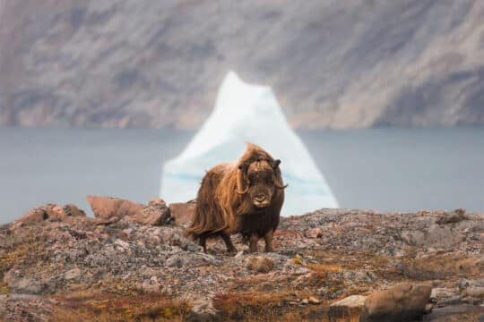Linden musk ox in Arctic Greenland wildilfe