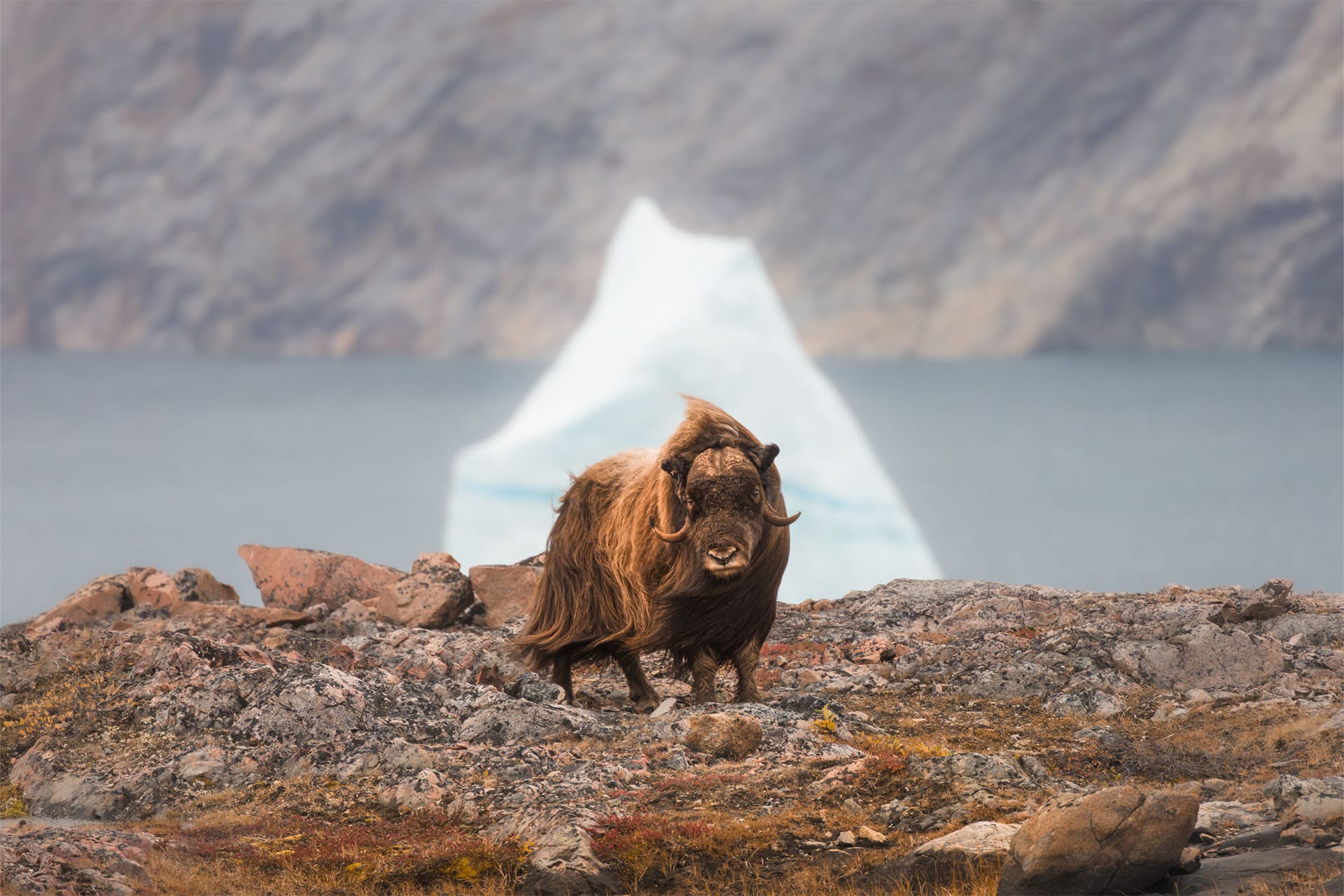 Linden musk ox in Arctic Greenland wildilfe