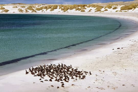 Magellenic penguins, Gypsy Cove, Falkland Islands, Falklands