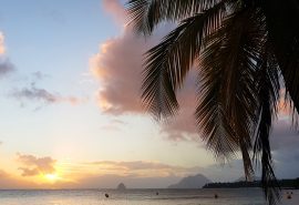 Caribbean Palm