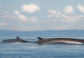 Minke whales in the Hebrides
