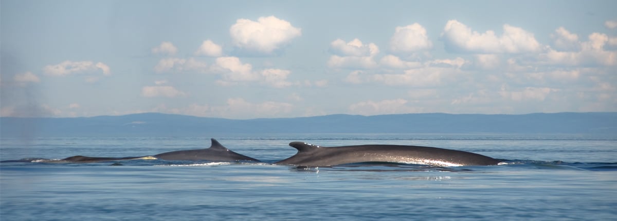 Minke whales in the Hebrides