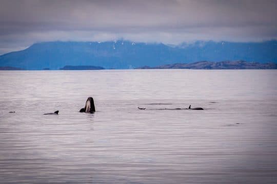 Narwhal Pilot Whales Norway