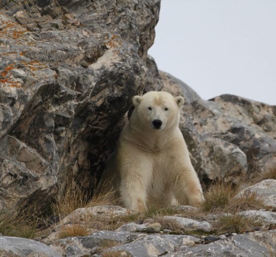 Noorderlicht Svalbard Polar Bear