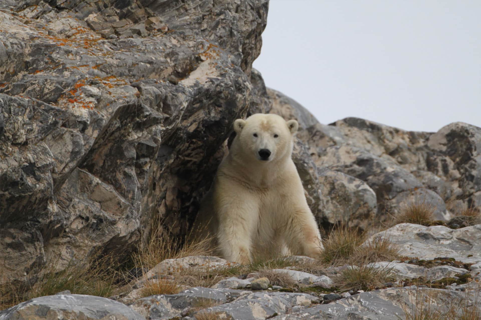 Nooderlicht Svalbard Polar Bear