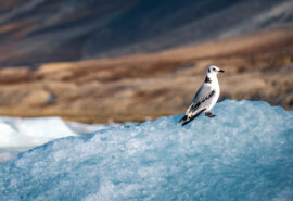 Noorderlicht Svalbard Arctic Bird in Summer