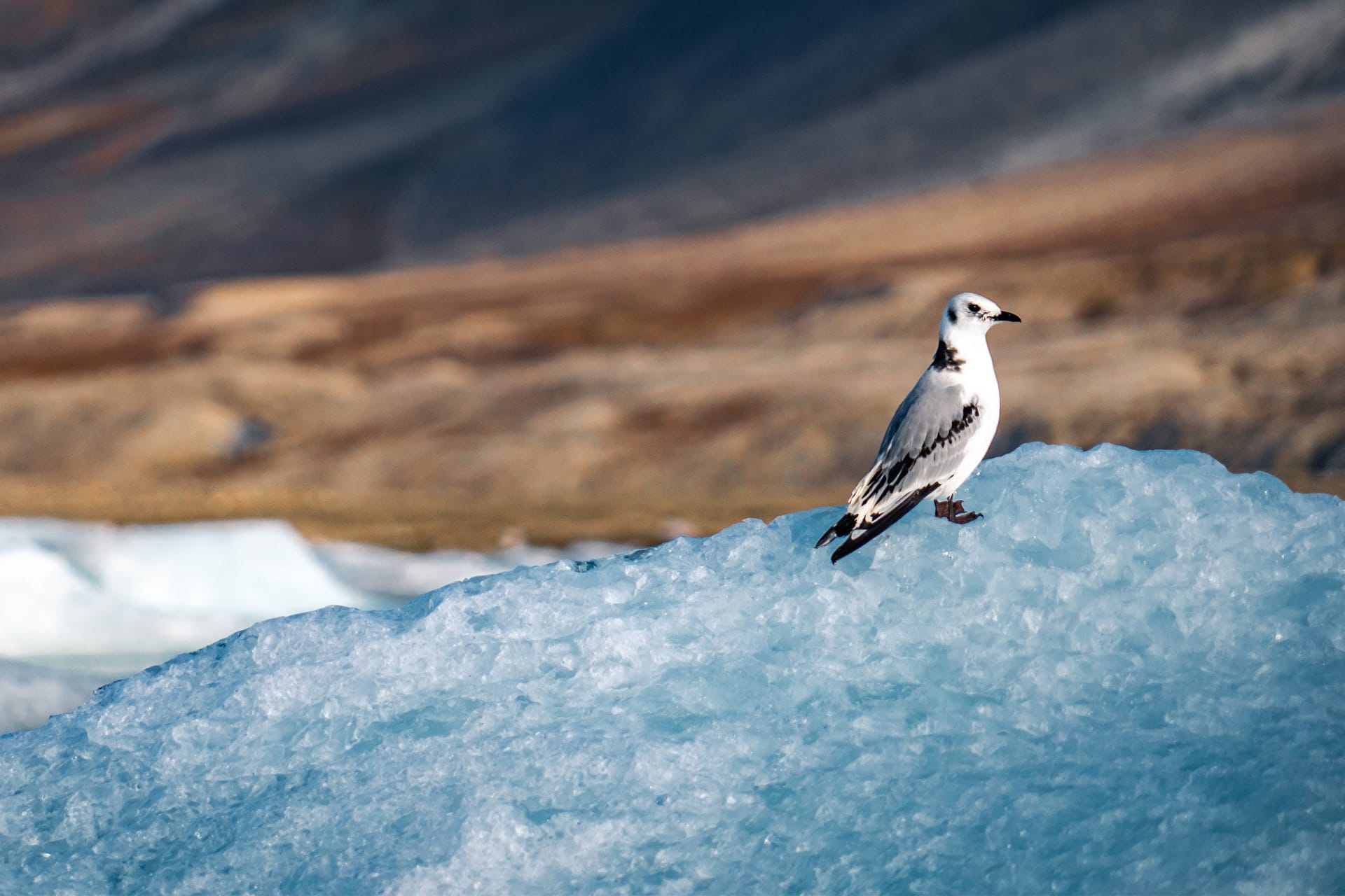 Noorderlicht Svalbard Arctic Bird in Summer