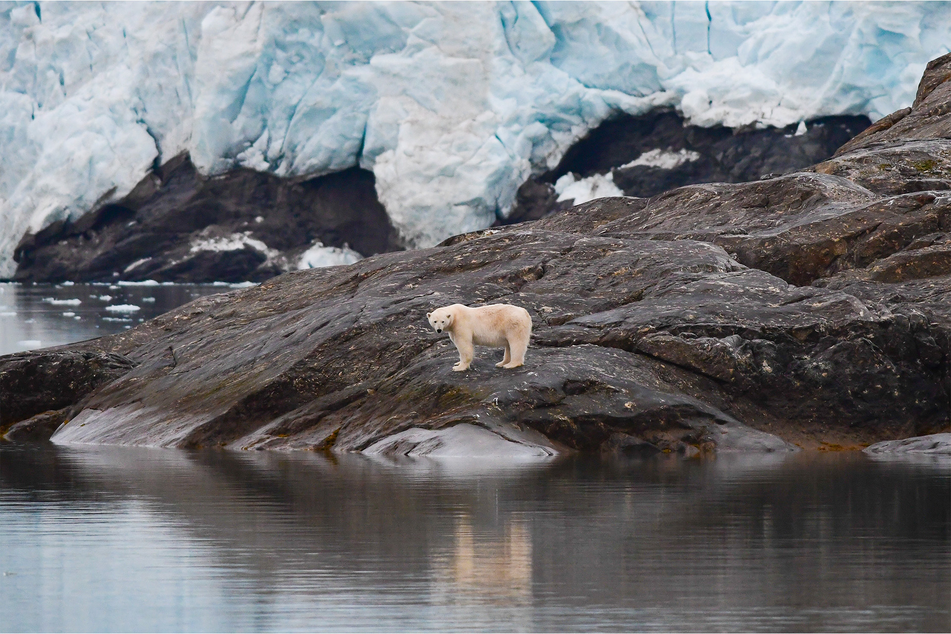 Noorderlicht Svalbard Polar Bear in Autumn Summer