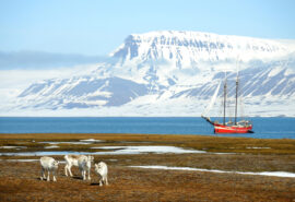 Noorderlicht Svalbard animals