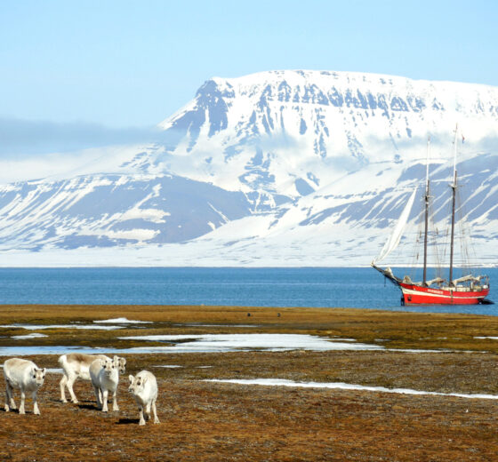 Noorderlicht Svalbard animals
