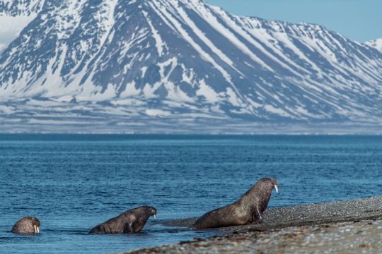 Noorderlicht-Walrus-Svalbard