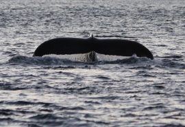 Noorderlicht Whale Watching 2
