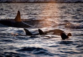 Noorderlicht-norway-sailing-orca-whales