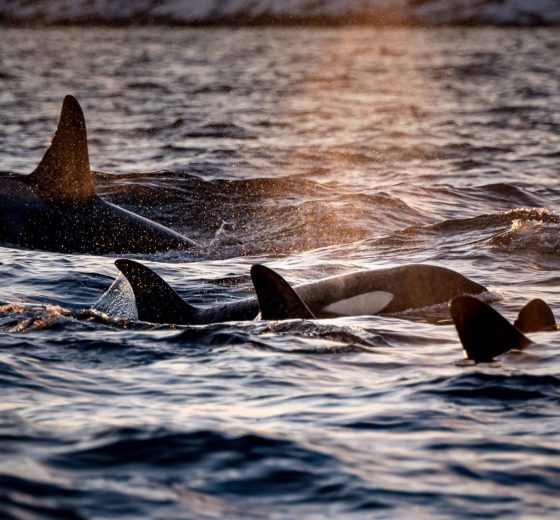 Noorderlicht-norway-sailing-orca-whales
