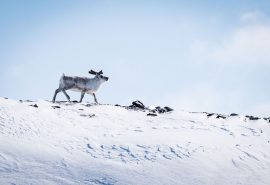 Noorderlicht reindeer Norway