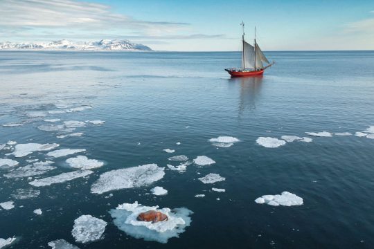 Noorderlicht-sailing-walrus-Svalbard